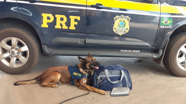 Cão farejador da PRF encontra cocaína em ônibus
