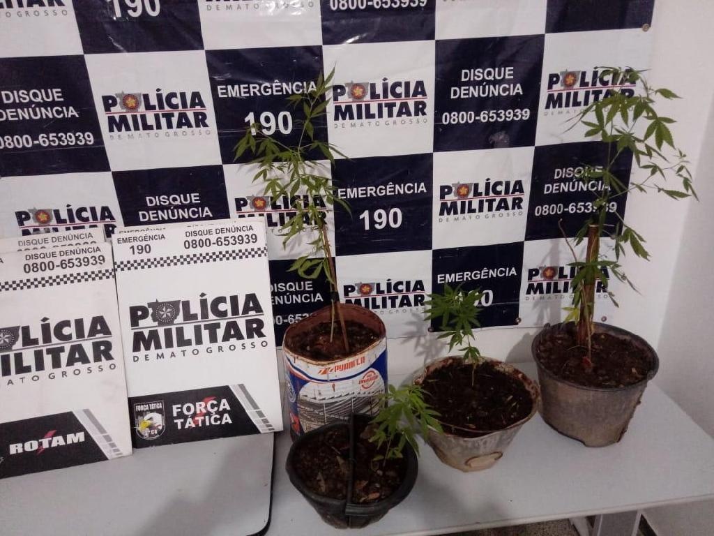 Policiais percebem homem carregando muda de maconha