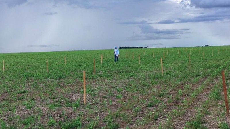 UFMT de Sinop vai investir R$ 1,7 milhão em fazenda experimental