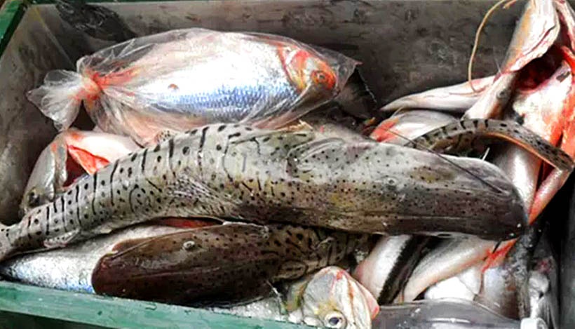 Em dois meses, 537 mil kg de pescado ilegal foram apreendidos em MT