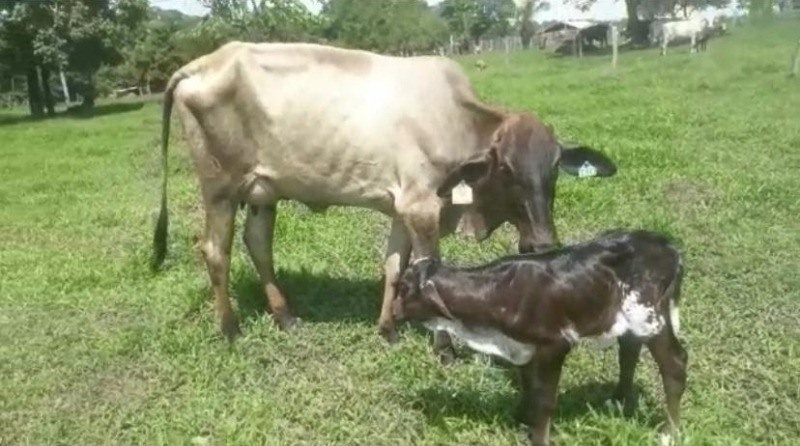 Nascem primeiras bezerras ‘‘in vitro’’ de Mato Grosso