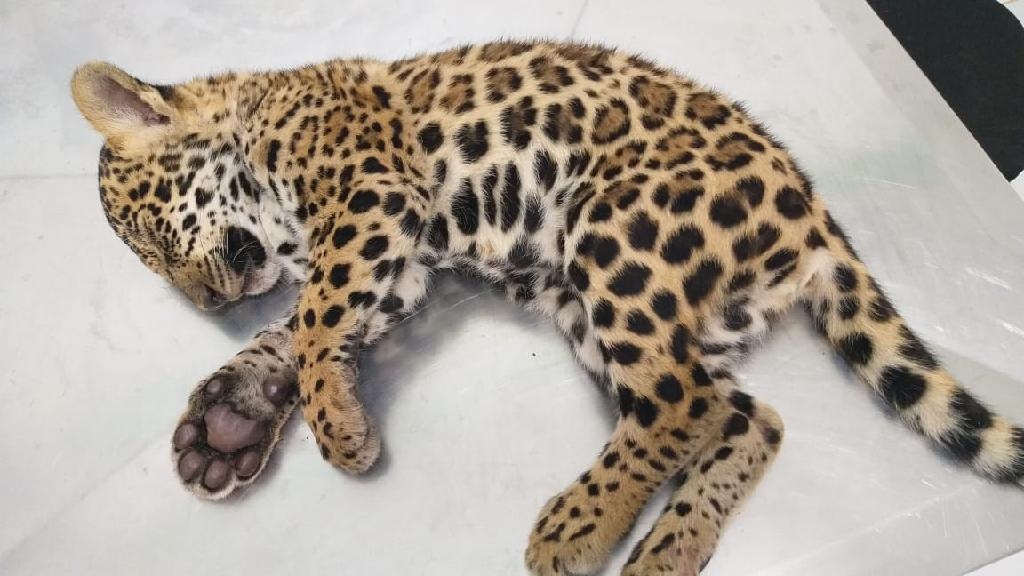 Batalhão Ambiental é acionado e encontra onça pintada que tinha sido atropelada