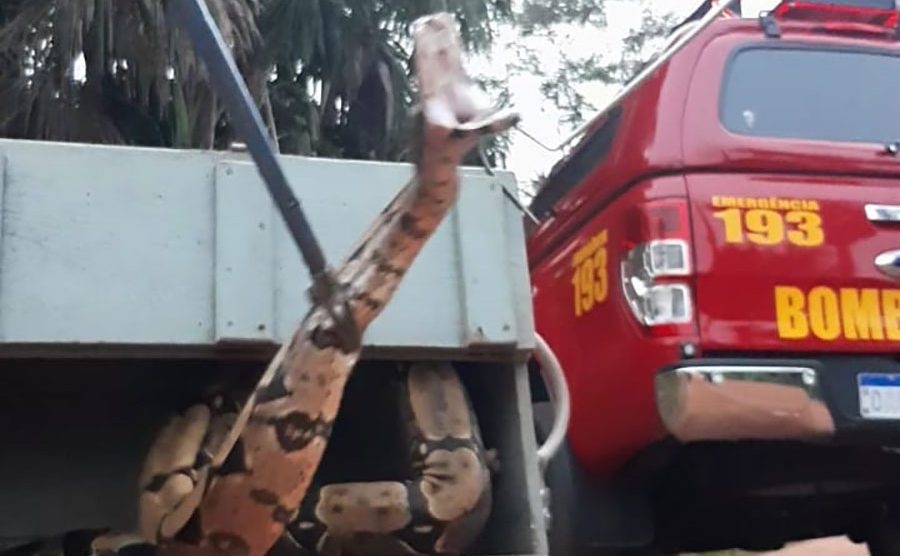 Duas cobras foram resgatadas pelos bombeiros em Alta Floresta