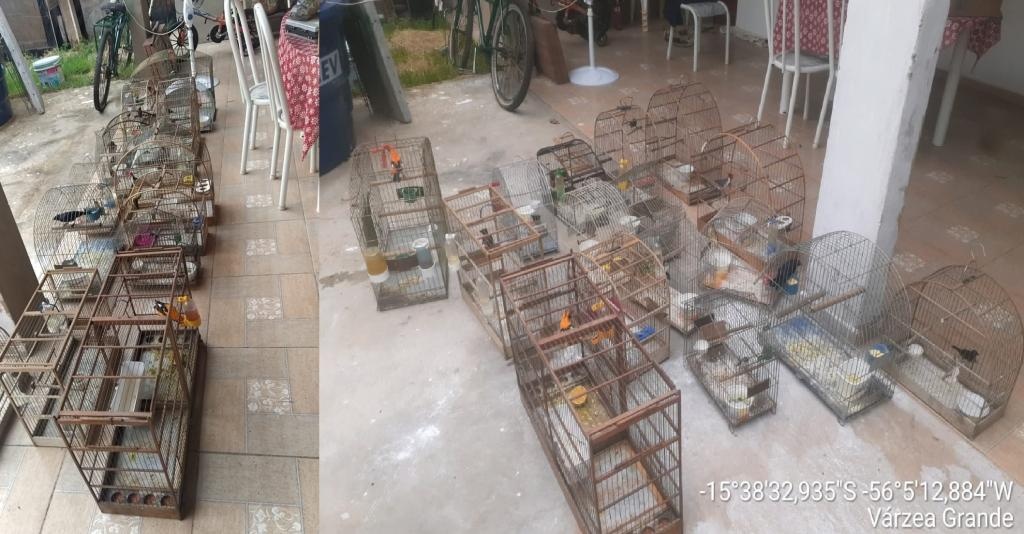 Batalhão Ambiental encontra 28 pássaros silvestres em cativeiro