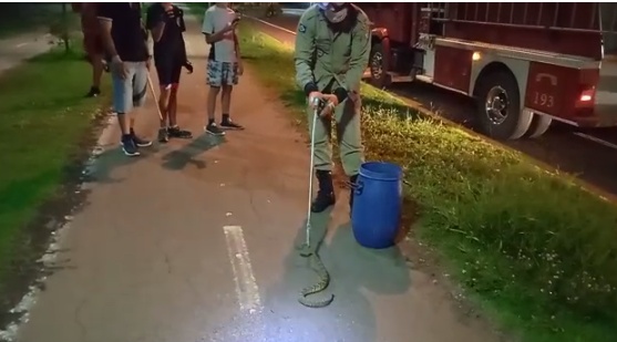 Cobras cascavéis são encontradas em pista de caminhada em Sinop