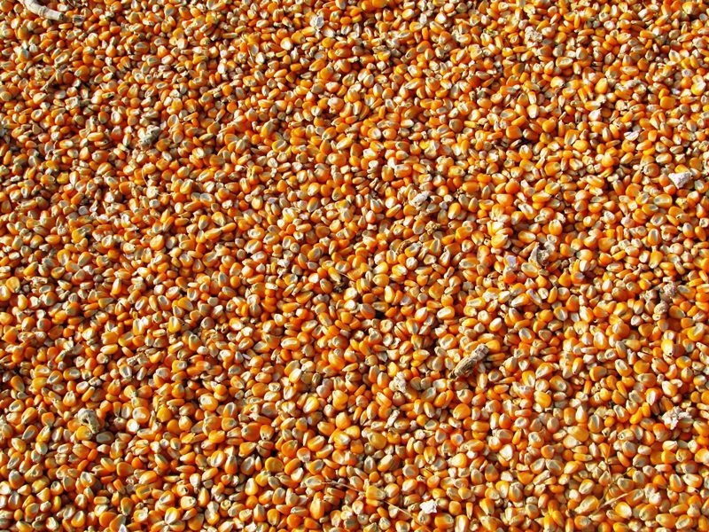 MT: suinocultores pedem e Conab realiza leilão de milho