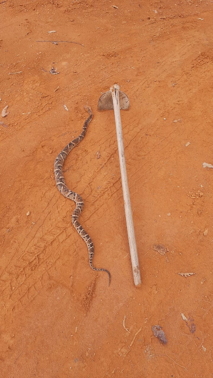 Homem é picado por cobra em condomínio de chácaras