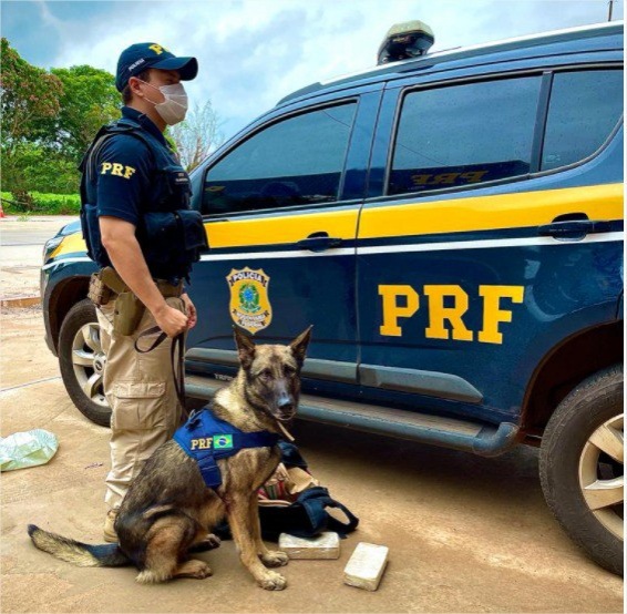 Grupo de Operação com Cães da PRF apreende drogas em ônibus