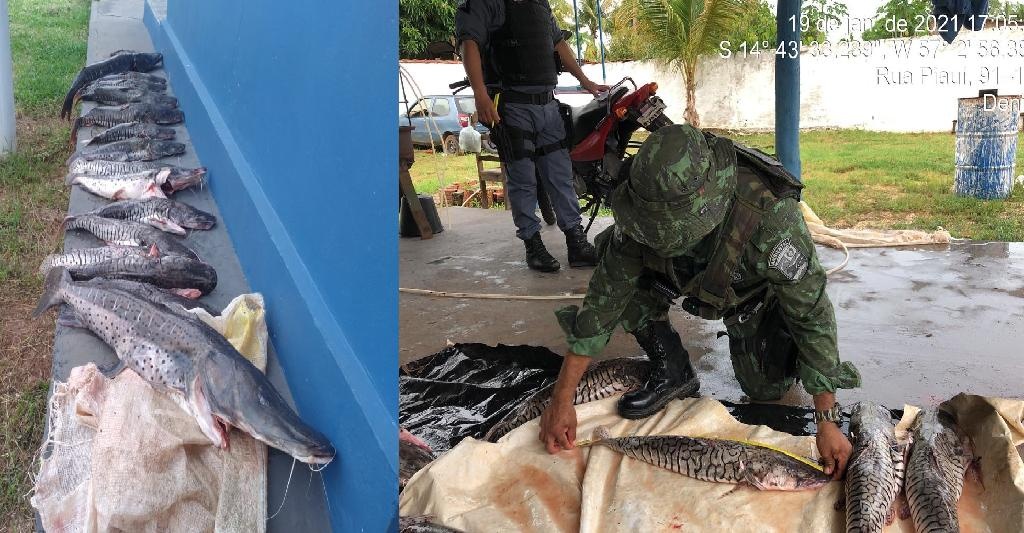80 quilos de pescado irregular é apreendido em Mato Grosso