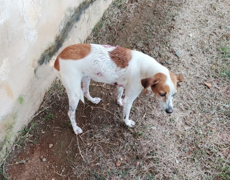Vizinhança denuncia moradora por deixar Pit Bull solto em Sinop