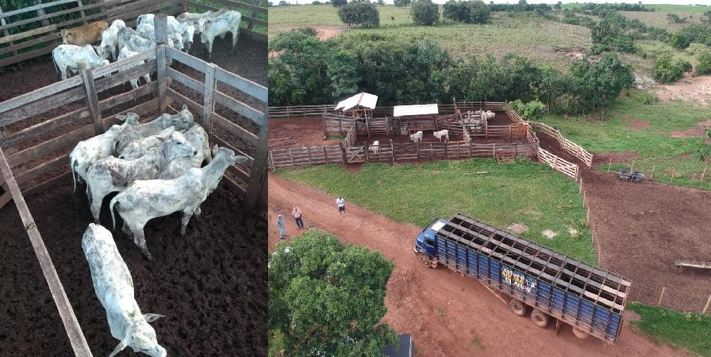 Trabalho em conjunto recupera 34 cabeças de gado furtadas de fazenda