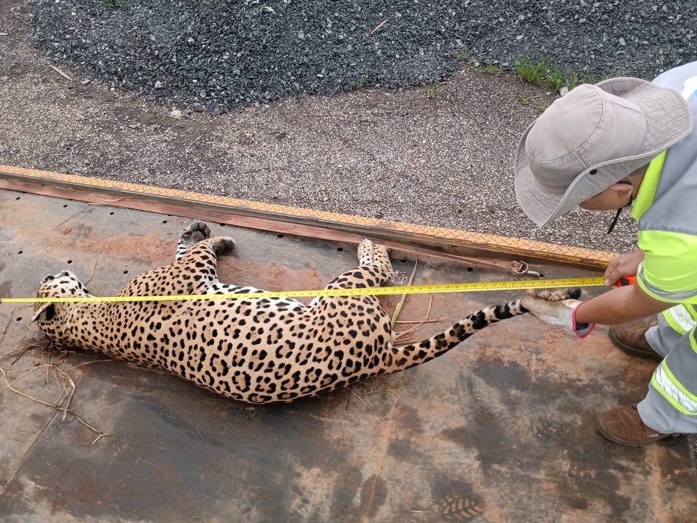 Onça-pintada morre após ser atropelada na BR-163 em Sinop
