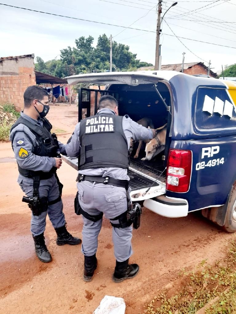 PM resgata três cães debilitados em casa abandonada em Poconé