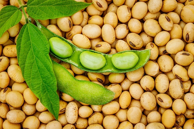 Produtividade da soja deve fechar em 57,41 sc/ha
