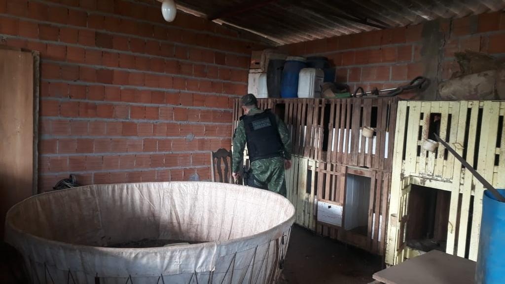 Operação do Batalhão Ambiental prende suspeitos, fecha rinha de galo e apreende pescado