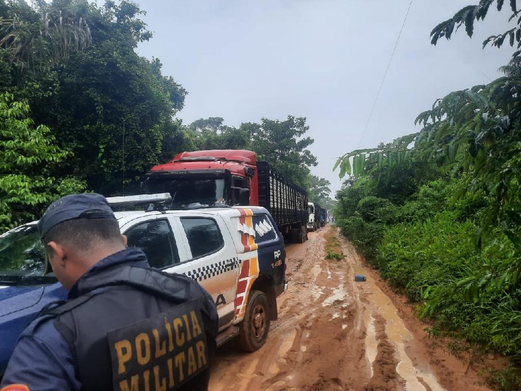 Operação conjunta recupera 115 bois roubados em fazenda de Confresa