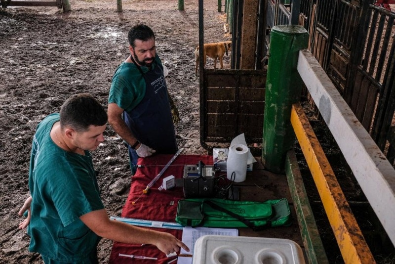 Governo de MT investe em melhoramento genético para fortalecer bacia leiteira
