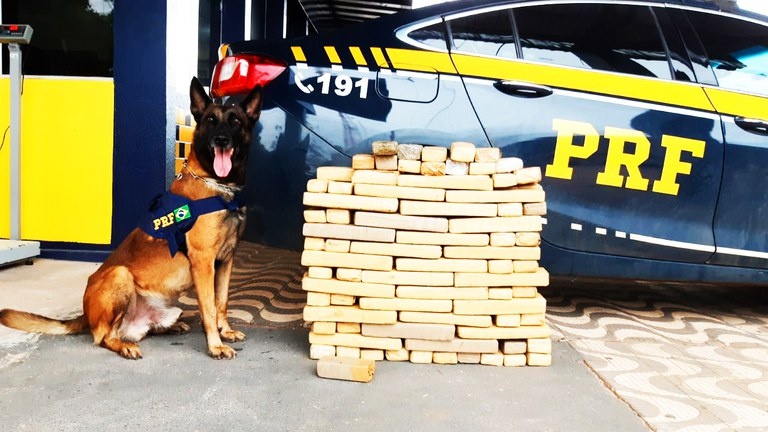 PRF apreende grande quantidade de maconha em Rondonópolis