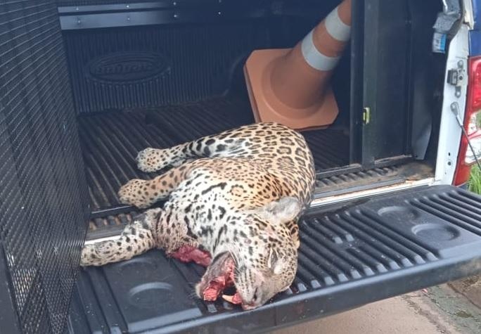 Policiais retiram onça morta por atropelamento na BR-163
