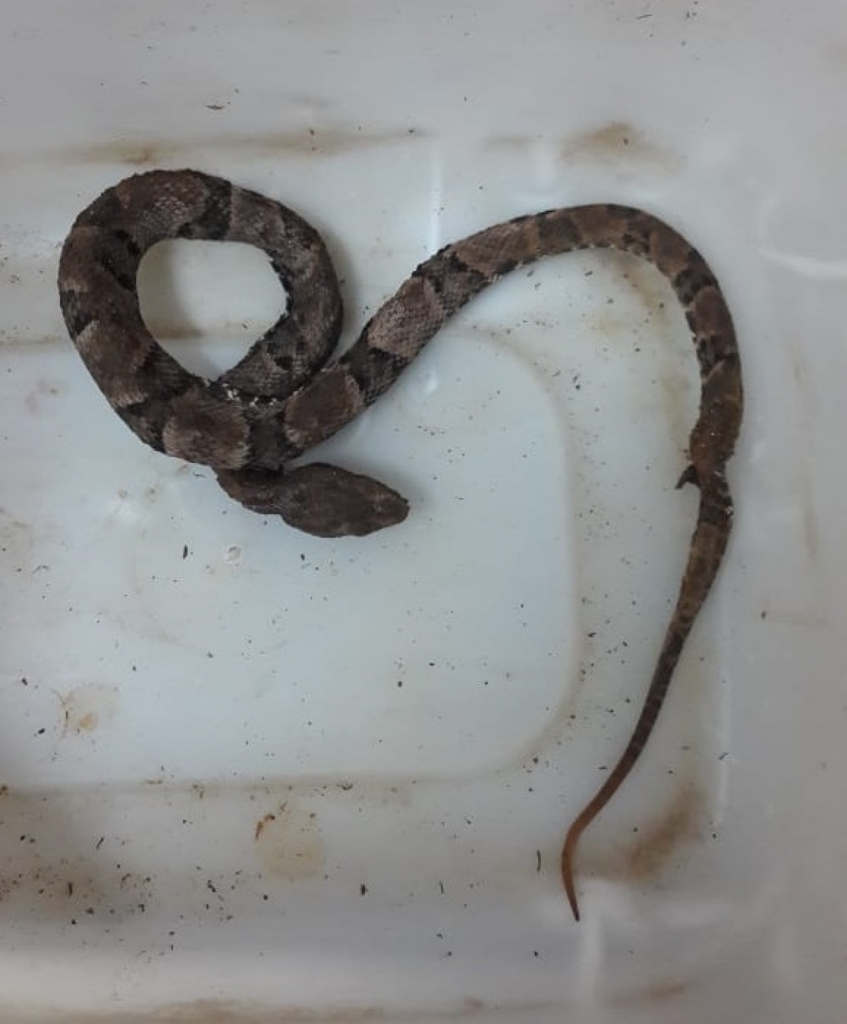 Grávida de 4 meses é picada por cobra Jararaca