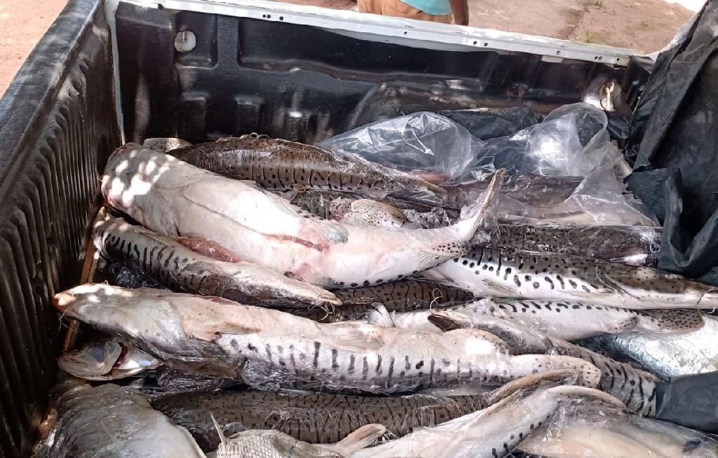 Batalhão Ambiental e Sema apreendem 135 quilos de pescado irregular