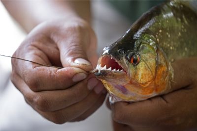 Estado busca soluções para ataques de piranhas no Lago do Manso