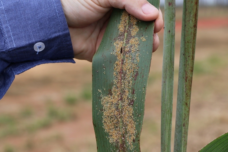 Pesquisadores alertam sobre ataque de pulgão-da-cana-de-açúcar em lavouras de sorgo