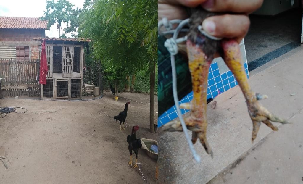 Batalhão Ambiental é acionado e encontra galos com sinais de maus-tratos