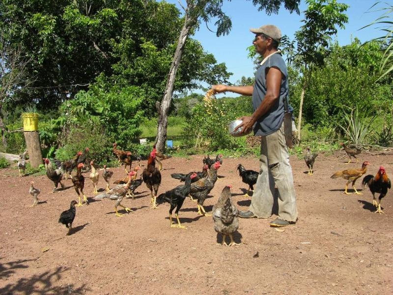 Dinheiro para pequenos produtores cai na conta na segunda