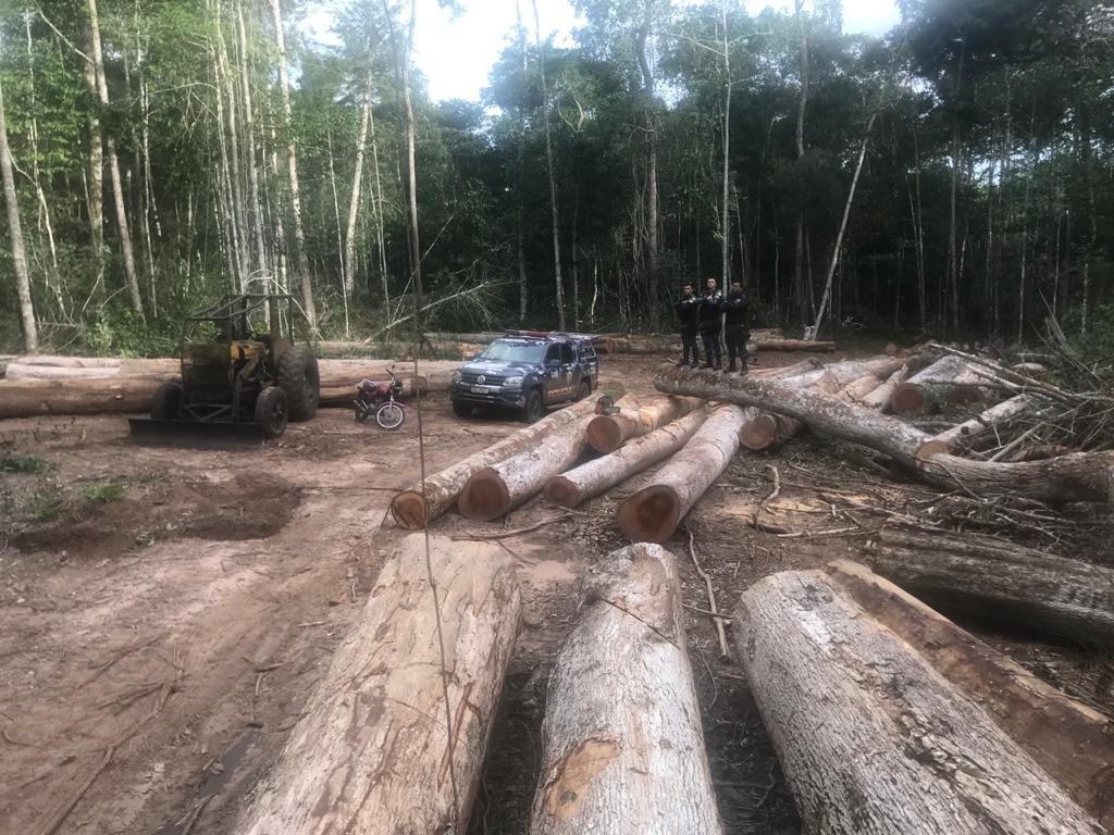 Quatro são presos por extração ilegal de madeira em área indígena