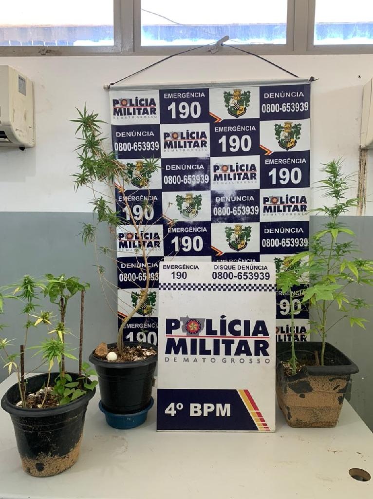 Homem é preso suspeito de cultivar plantação de maconha