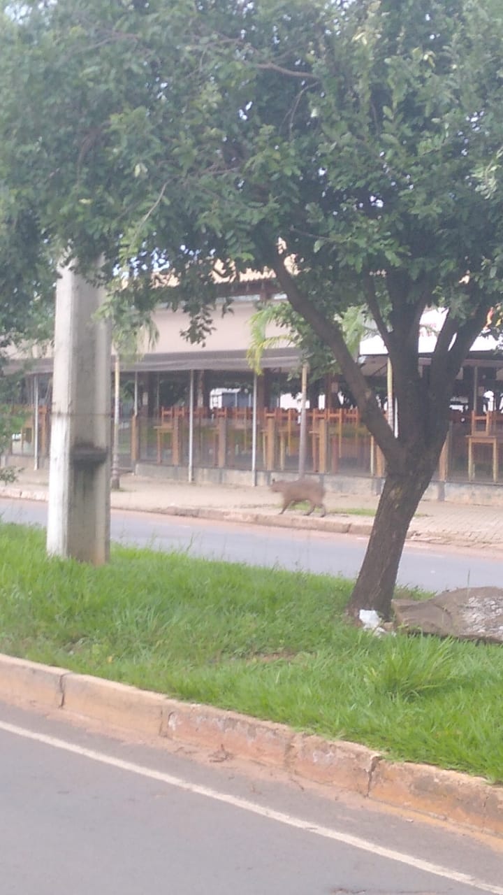 Capivara é flagrada ‘passeando’ em avenida de Sinop