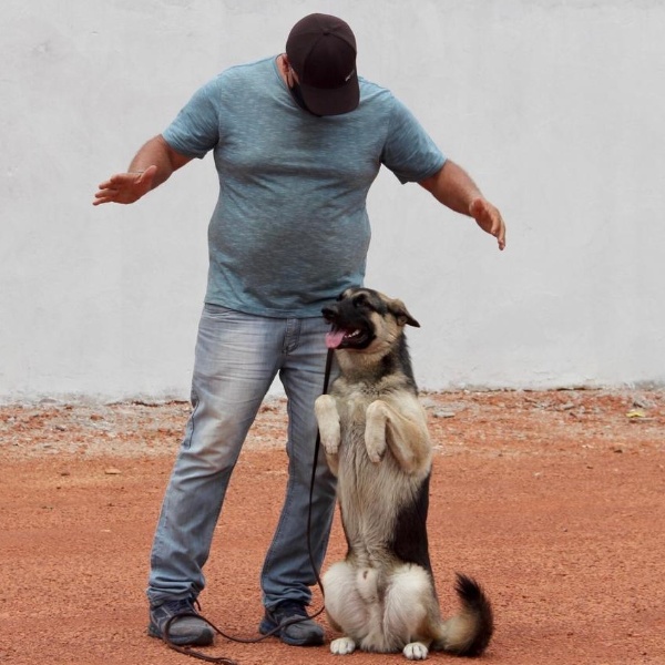 Adestrador fala sobre importância de educar cães desde cedo