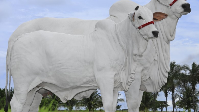Vaca é vendida por R$ 1,5 milhão