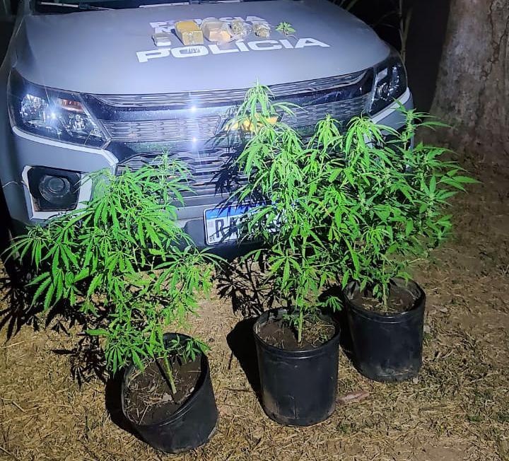 Homem é preso com plantas Cannabis Sativa