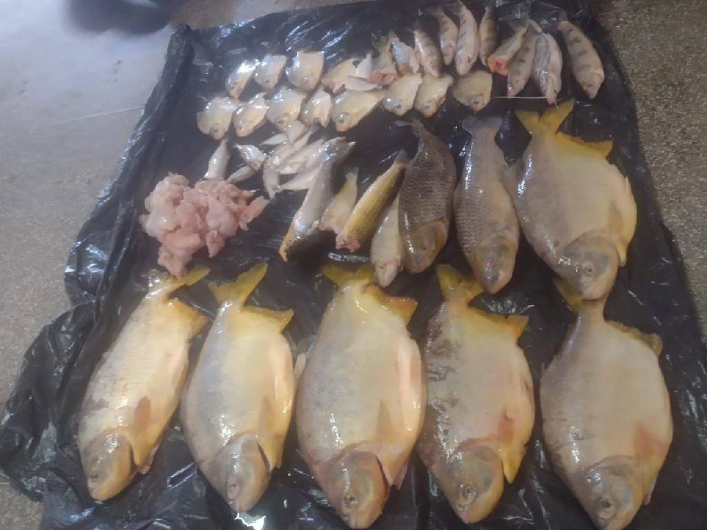 Pescado irregular com sinais de rede e carne de jacaré é apreendida pela PM e Sema