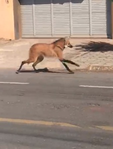 Lobo-guará é visto no centro de Sinop