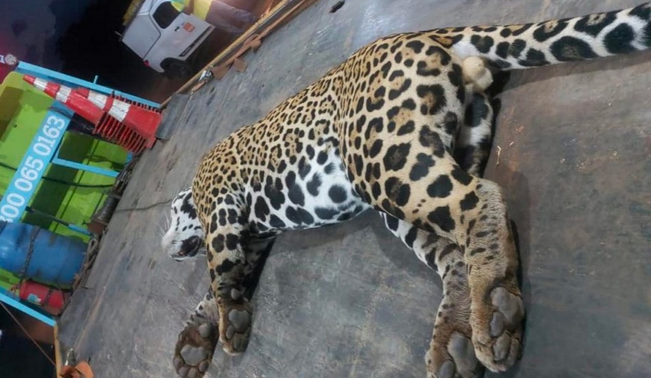 Onça é encontrada morta na BR-163 em Sinop