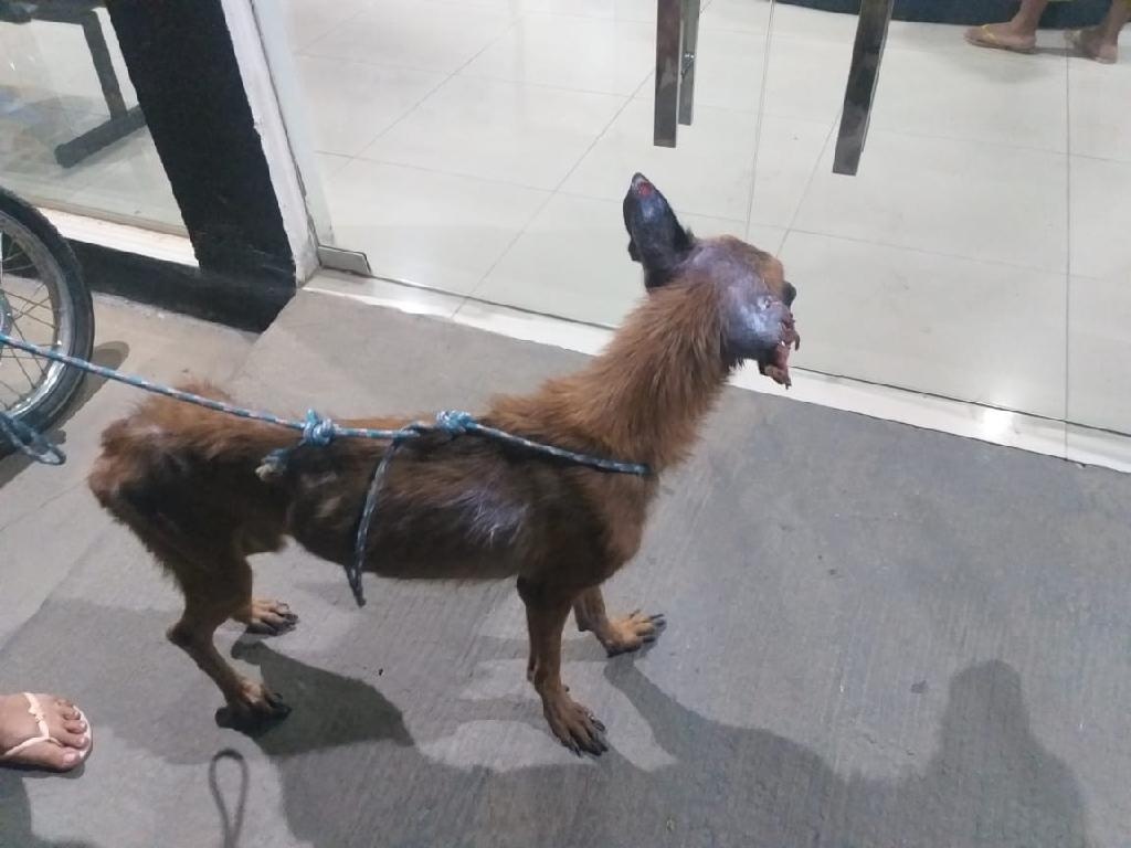 Policiais resgatam cachorros e prendem suspeito por extorsão e maus- tratos