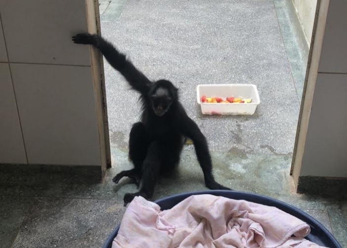 Macaco que passou 20 anos preso e fumava narguilé se recupera no Hospital Veterinário da UFMT