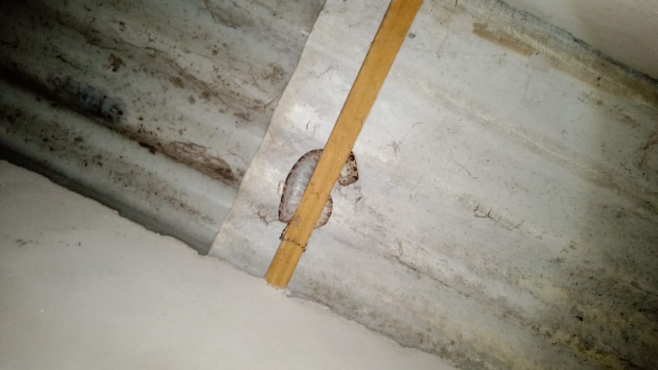 Moradores de Sinop encontram cobra enrolada no telhado de casa