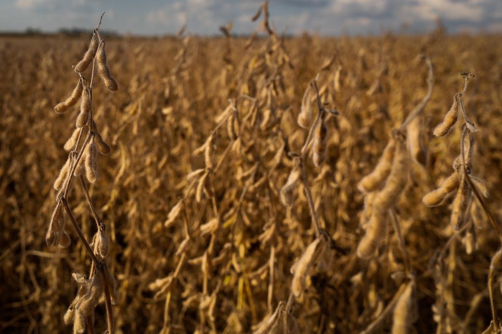 Vazio sanitário da soja começa no próximo dia 15 em Mato Grosso