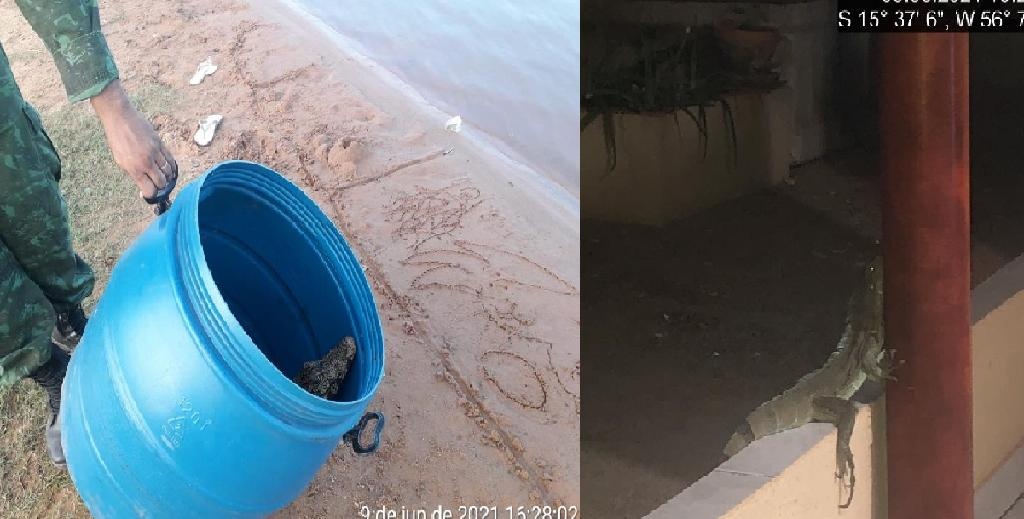Batalhão Ambiental resgata jacaré, iguana e capivara em duas cidades de MT
