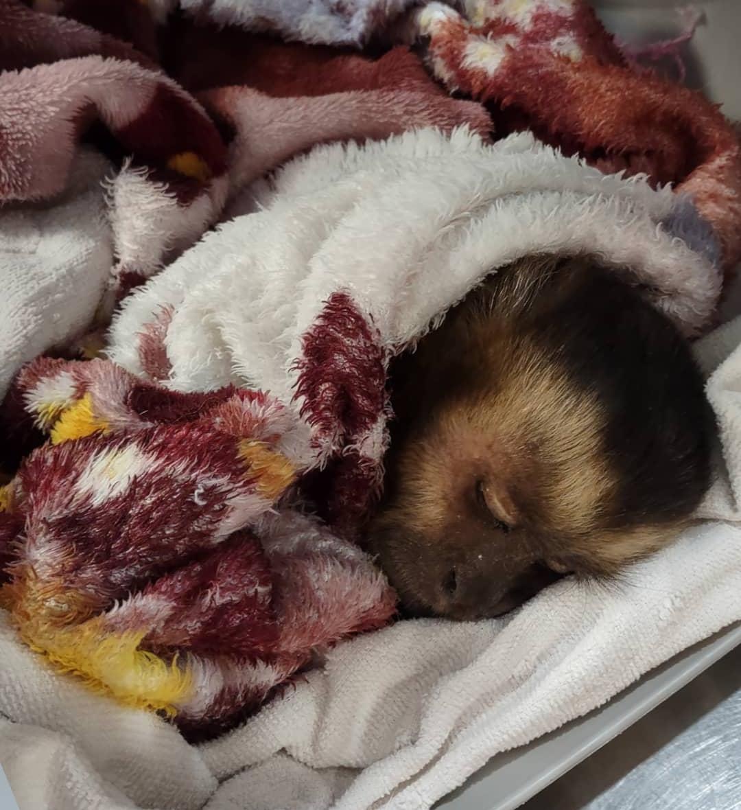 Macaco-prego é resgatado após ser atacado por cães em Sinop