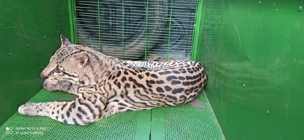 Batalhão Ambiental e Corpo de Bombeiros resgatam jaguatirica em Várzea Grande