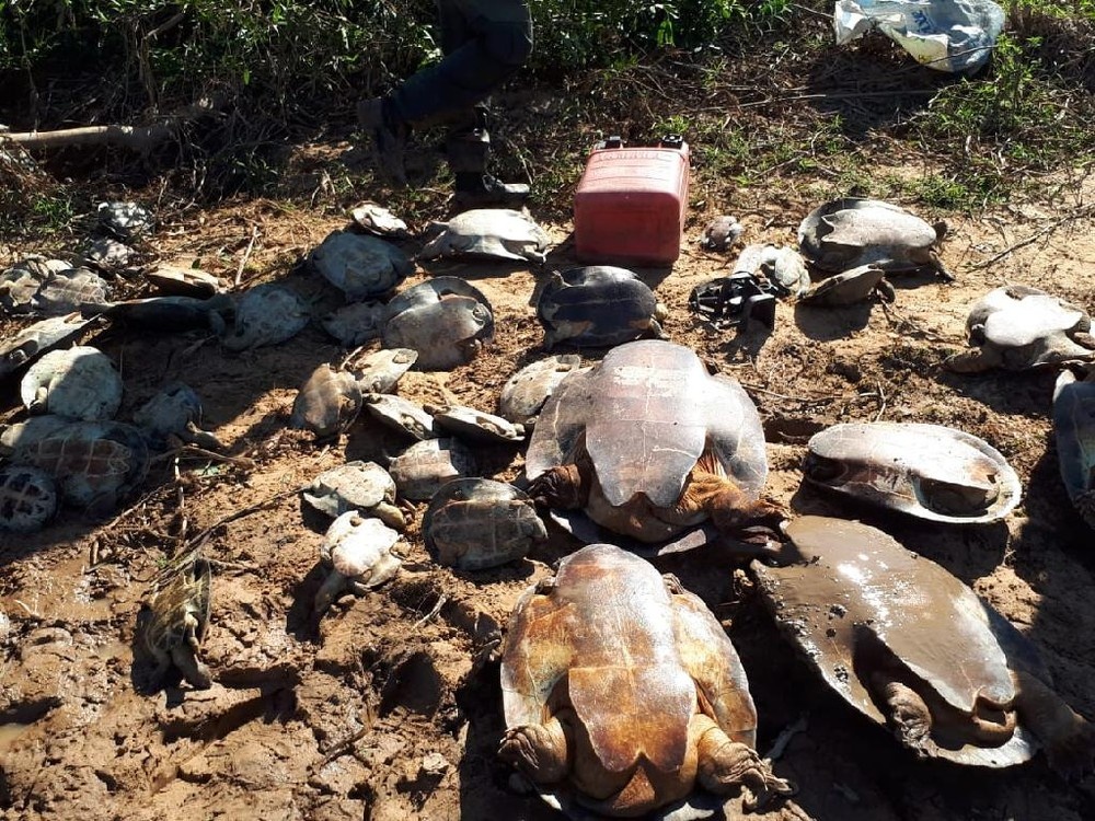 Mais de 250 tartarugas são resgatadas em embarcações no Mato Grosso
