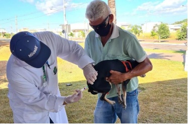 Vacinação de cães e gatos será feita por bairros