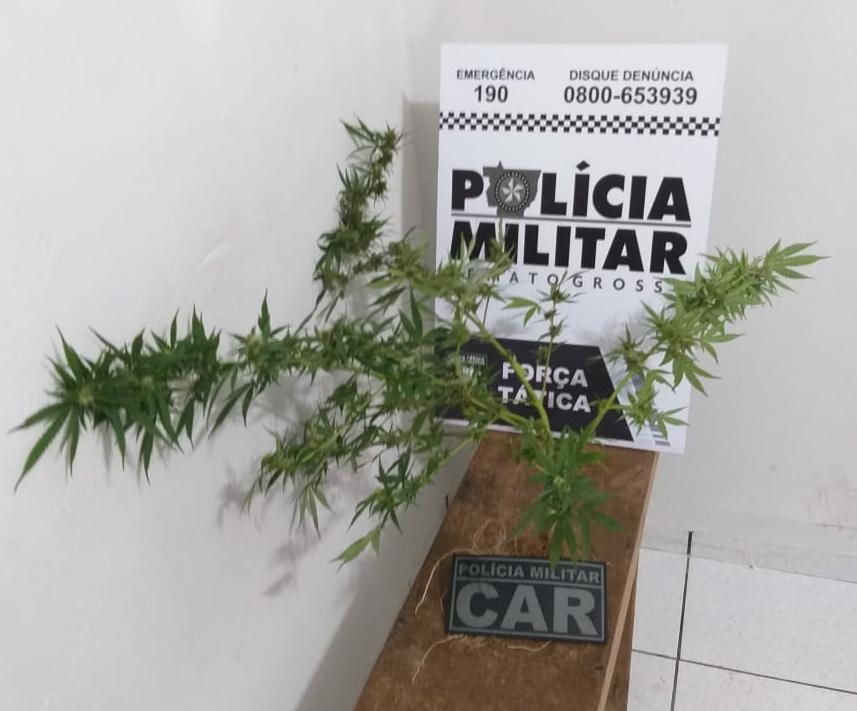 Homem é preso pela PM por cultivar maconha em residência
