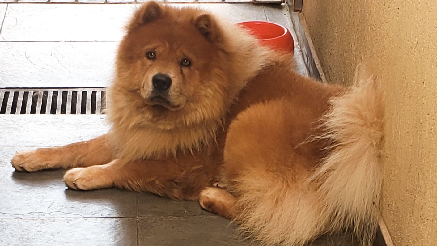Criança de 1 ano morre após ser atacada por cadela da raça chow-chow