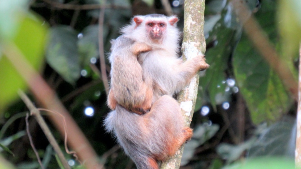 Pesquisadores da UFMT encontram nova espécie de sagui